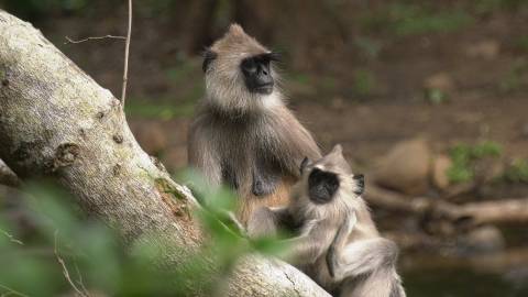 Gray Langur with it's baby in the Wild