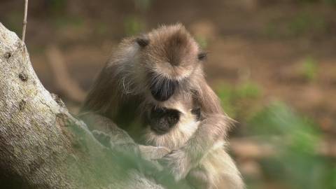 Gray Langur monkey grooming its baby, India
