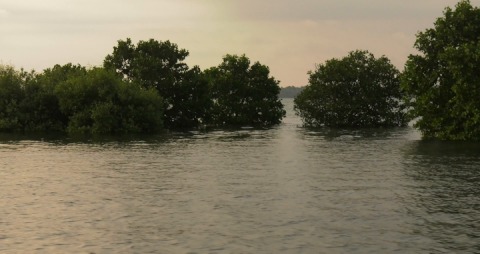 Mangrove forests in Kerala