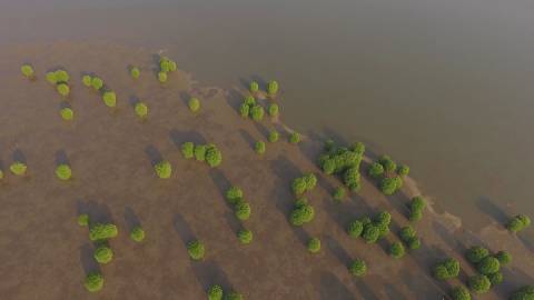 Mangrove patches in Kavvayi Backwaters, Kannur