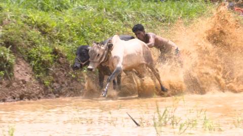 Maramadi festival in Kerala