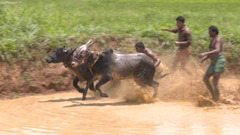 Maramadi or Bull Surfing in Kerala