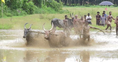 Maramadi or Bull Surfing festival in Kerala