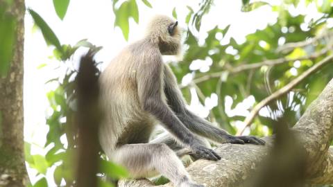 Gray Langur Monkey on a tree