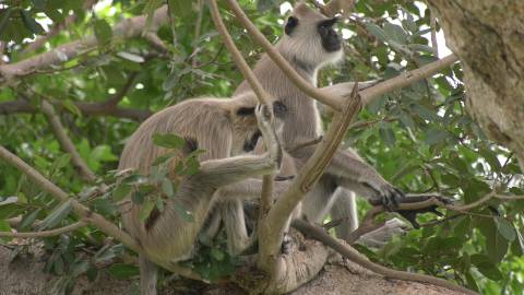 Gray langur monkeys