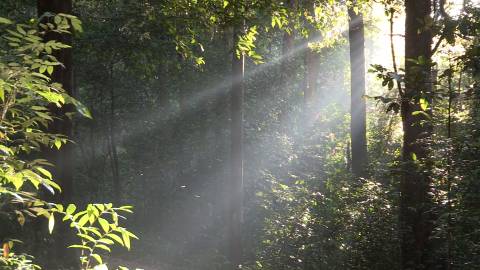 Morning light seeping through the woods, Kerala