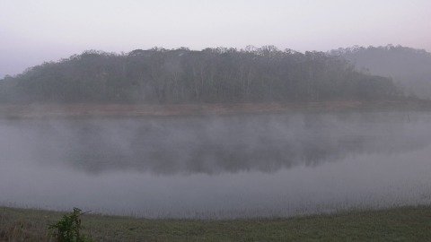 Morning mist over a riverbank