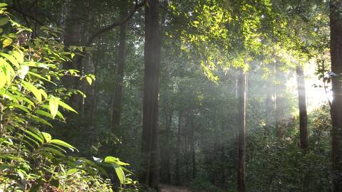 Morning light in a forest