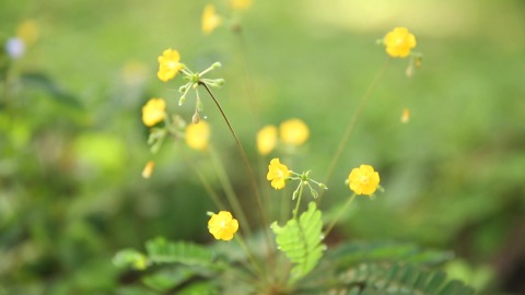 Mukutti flower in the wild