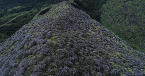 Munnar hills dotted with Neelakurinji flowers
