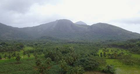 Paddy fields and hills in Kerala