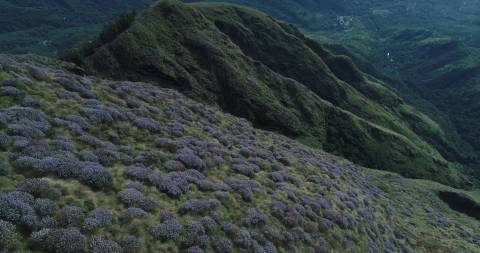Kolukkumalai, Theni dotted with Neelakurinji flowers