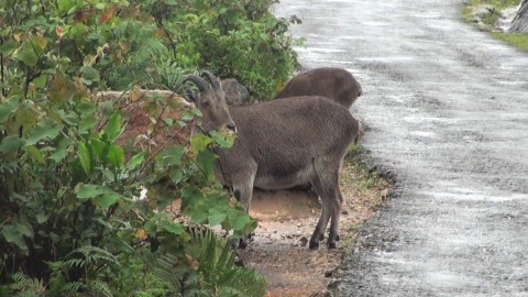 Nilgiri Tahr grazing, Munnar, Kerala