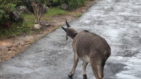 Nilgiri Tahr walking along the woods, Munnar