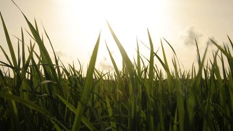 Paddy stems waving in the wind