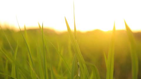 Paddy stems kissed by golden light