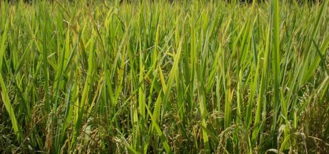 Paddy field swaying in wind, Palakkad, Kerala