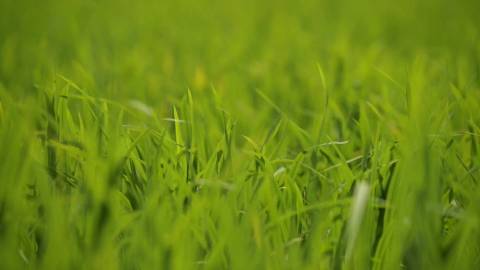 Close up shot of paddy swaying in wind