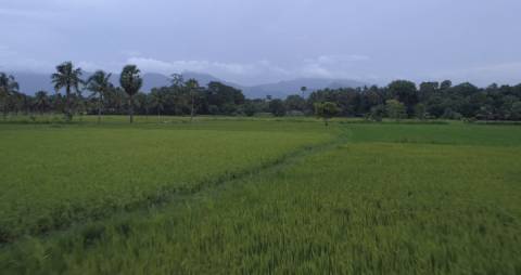 Aerial shot of a Paddy field, Palakkad, Kerala