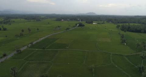 Aerial shot of green patches of paddy fields in Kerala