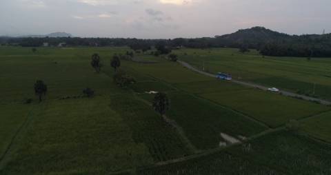 Paddy fields in Palakkad