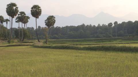 Green paddy field in Kerala