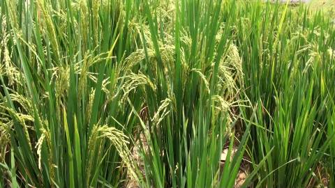 Paddy fields in Kerala