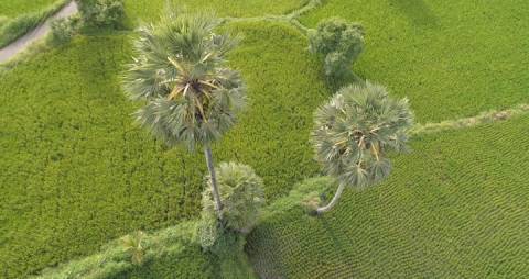 Aerial shot of a Paddy field, Kerala