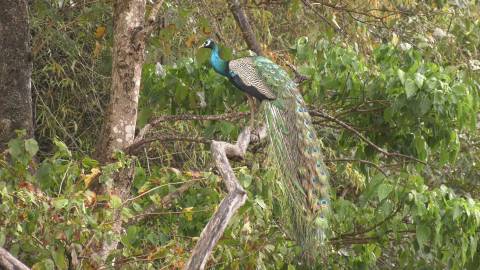 Peacock resting on a branch