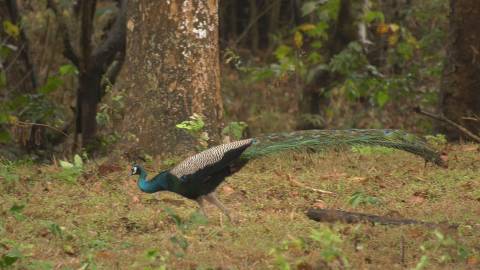 Peacock roaming in the woods, Kerala