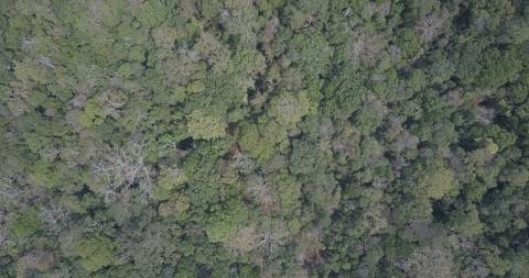 Karian Shola National Park , Anaimalai Hills