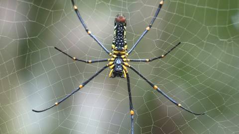 Yellow garden spider on spider web
