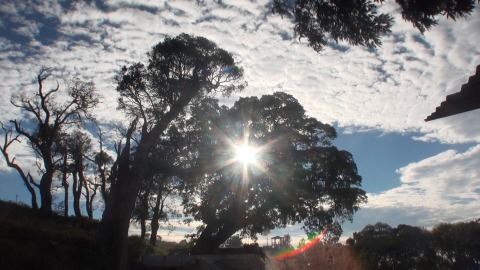 Sun rays seep through trees at Thanjavur