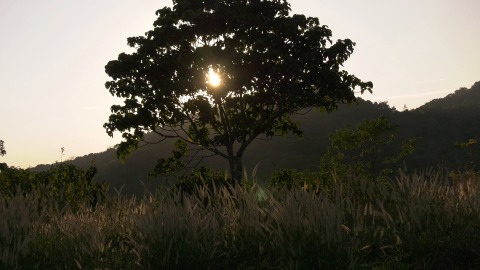 Sunlight seeping through a tree