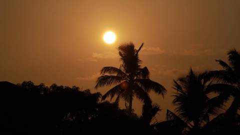 Sunset view amidst coconut trees