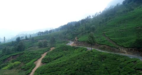 Aerial shot of tea plantations in Idukki, Kerala