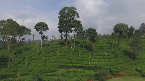 Aerial shot of tea plantations in Kerala