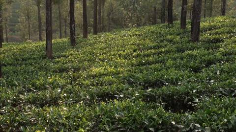 Tea plantation in Kerala
