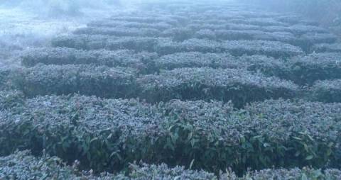 Frost covered meadows and tea plants, Idukki