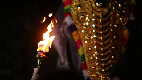 Elephant decorated with Nettipattam