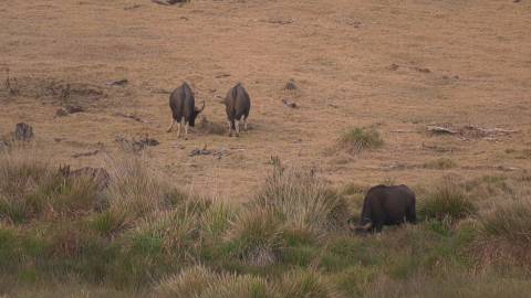 Indian Bison or Gaur at Parambikulam, Palakkad