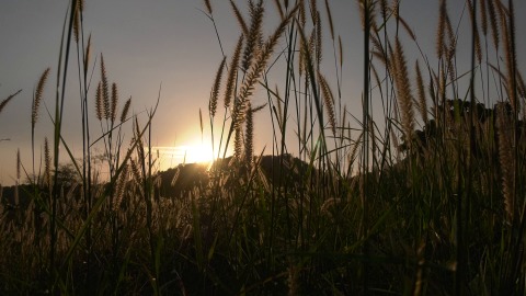 Thicket of grass highlighted by evening light