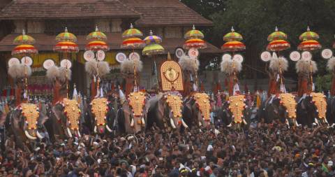 Caparisoned elephants at the Thrissur Pooram festival, Kerala