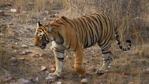 Tiger prowling along forest ground