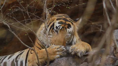 Tiger grooming and licking its paws