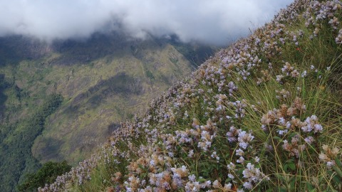 Timelapse shot of Neelakurinji flowers at Munnar