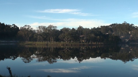 Trees along Yercaud Lake, Salem