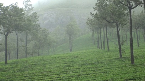 Trees blowing in the wind, Munnar