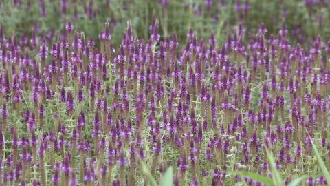 Violet Wildflowers at Kaas Plateau, Maharashtra