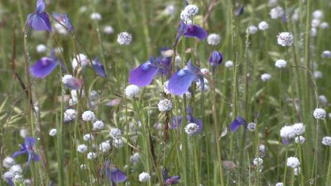 Wildflowers at  Kaas Plateau Reserved Forest or Kaas Pathar, Maharashtra